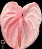 Pink Anthurium, Large