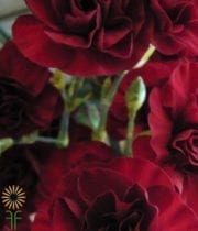 Burgundy Mini Carnations