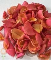 Coral Rose Petals