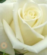 Cream Escimo Sweetheart Roses