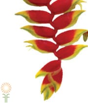 Red Deluxe Hanging Heliconia