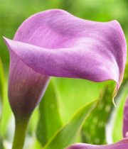 Lavender Mini Callas