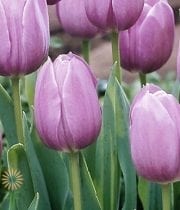 Lavender Greenhouse Tulips