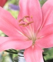 Light Pink L.A. Hybrid Lily