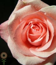 Coral/Pink Marlysse Roses
