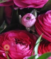 Hot Pink Elegance Ranunculus
