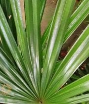 Raphis Palm Fronds, Bunch