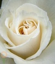 Cream Anastasia Roses