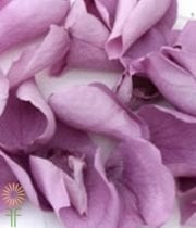 Lavender Rose Petals