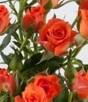 Orange Alegria Spray Roses