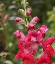 Red Snapdragons