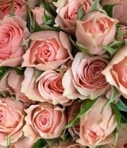 Pink Lydia Spray Roses