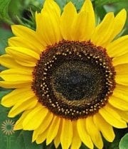 Yellow Sunbright Sunflowers (regular)