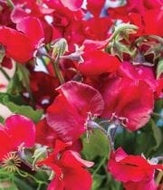 Red Sweet Peas (domestic)