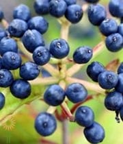 Blueberry Viburnum