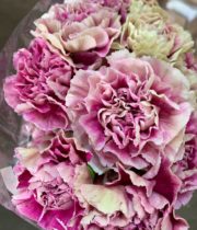 Lavender Specialty Antigua Carnations