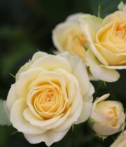 Light Yellow Averie Spray Roses
