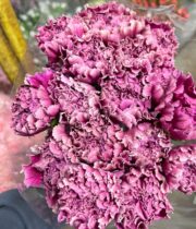 Mauve Pink Specialty Merletto Carnations