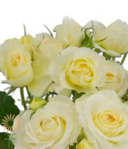 Cream Clair De Lune Garden Spray Roses