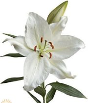White Crystal Blanca Oriental Lily