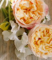 Peach Edith Garden Roses