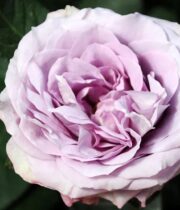 Lavender Bouquet Garden Roses
