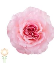 Pink Mayra’s Bridal Garden Roses