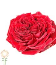 Burgundy Mayra’s Red Garden Roses