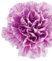 Purple And White Moonburst Carnations