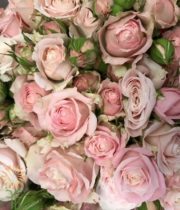 Blush Pink Muscadet Spray Roses