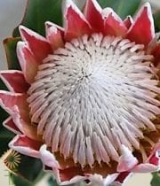 Red King Protea