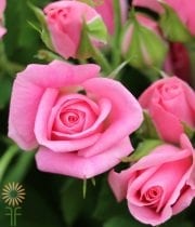 Pink Eileen Spray Roses