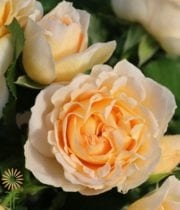 Peach Julianne Spray Roses