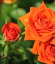 Orange Jazzabell Spray Roses