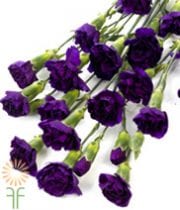 Purple Moonberry Mini Carnations