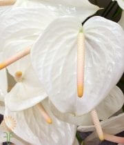 White Anthurium, Large