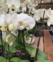 Phalaenopsis Orchids, Double Spikes (6 Plants)