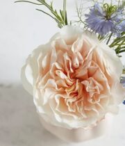 Peach Eugenie Garden Roses