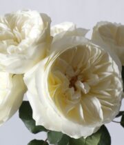 Ivory Leonora Garden Roses