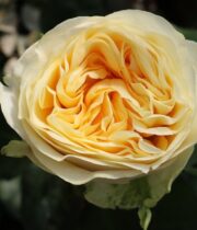 Cream Buttercup Garden Roses