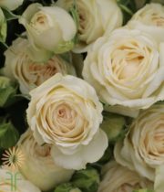 Cream Sagittarius Spray Roses
