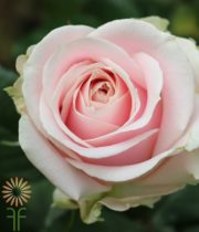 Light Pink Sweet Avalanche Roses