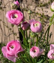 Light Pink CA Ranunculus