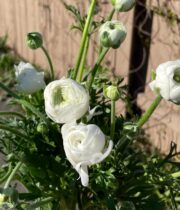 White CA Ranunculus