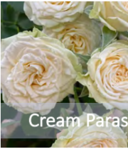 Cream Parasol Spray Roses
