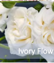 Ivory Flow Spray Roses