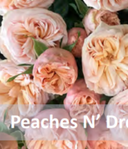 Peaches N’ Dream Garden Spray Roses