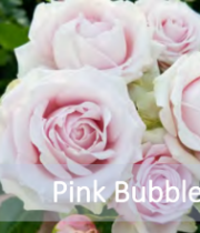 Light Pink Bubbles Garden Spray Roses