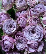 Lavender Lilac Veil Spray Roses
