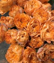 Orange Trendsetter Garden Spray Roses